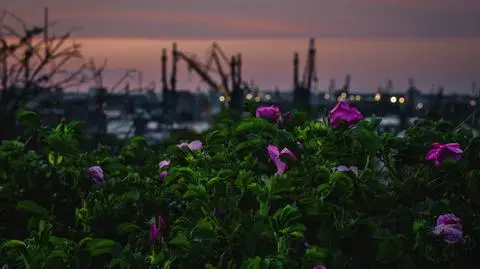 Nocą silniej powieje, w dzień do 26 stopni