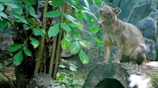 Wrocław czeka na ich potomków