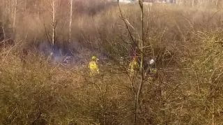 By odnaleźć wszystkie szczątki, trzeba było wyciąć zagajnik