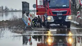 Strażacy przystąpili do ratowania psa