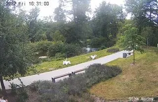 Pies zaatakował łabędzie