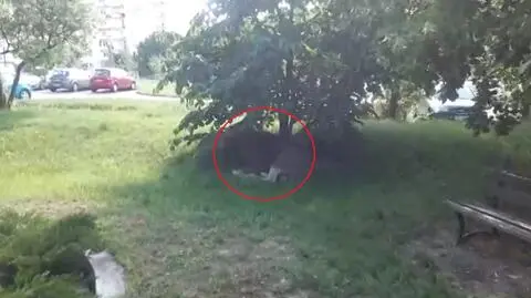 "Był spokojny, leżał pod drzewem, jakby odpoczywał zmęczony upałem"