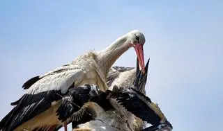 Bocian biały (Ciconia ciconia) z młodymi - zdj. ilustracyjne