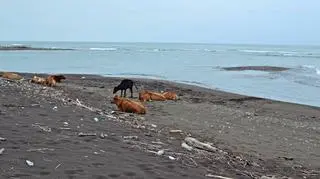 Psy na plaży w Oczamczirze