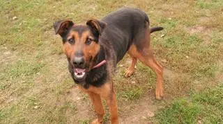 Władek czeka na nowego opiekuna 