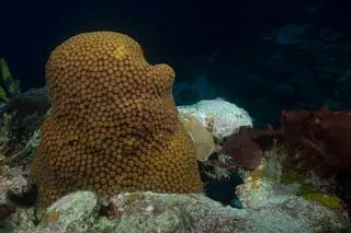Koralowiec z gatunku Montastraea cavernosa