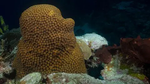 Koralowiec z gatunku Montastraea cavernosa