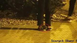Znęcali się nad jeżem. Dwóch nastolatków zatrzymanych