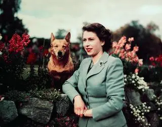 Królowa Elżbieta II ze swoim psem, wrzesień 1952