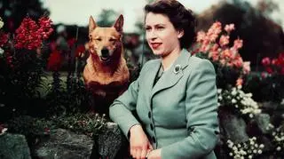 Królowa Elżbieta II ze swoim psem, wrzesień 1952