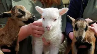 Maluchy wrocławskiego zoo