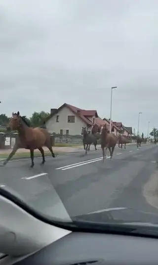 Konie uciekły ze stadniny