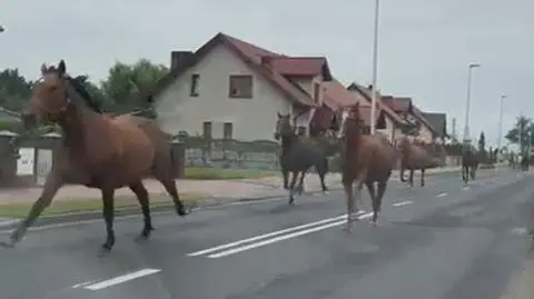Uciekły ze stadniny, spłoszone biegły środkiem jezdni. Nagranie