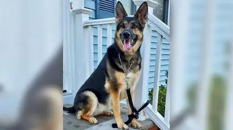 Adoptował suczkę ze schroniska. Kilka miesięcy później uratowała mu życie 