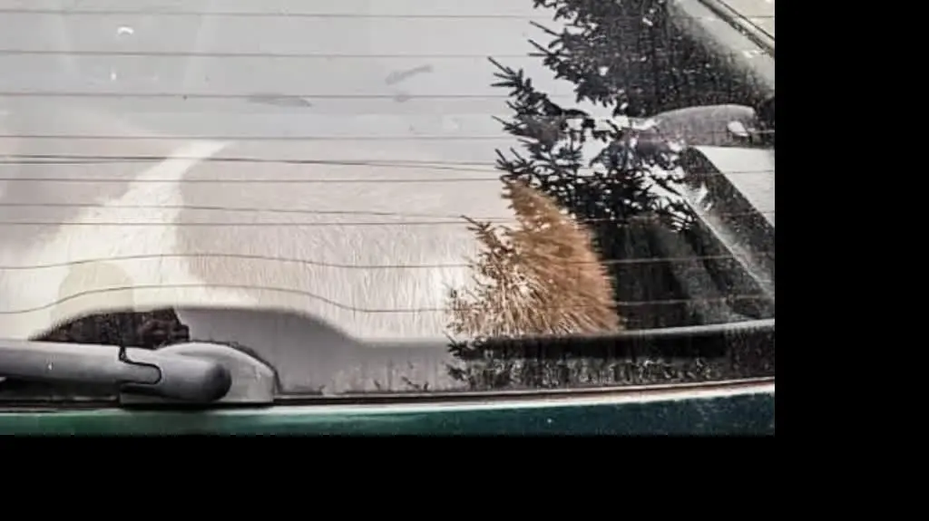 Krzeszyce: Koza w aucie