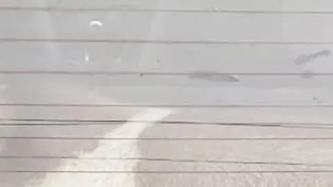 Krzeszyce: Koza w aucie