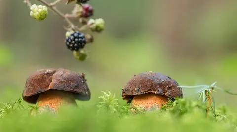 grzyb grzyby borowiki shutterstock_1541044634