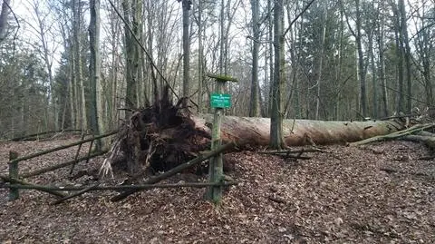 Silny wiatr przewrócił "Królewską Sosnę"