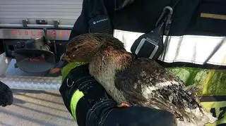 Ptak trafił do Nowego Zoo