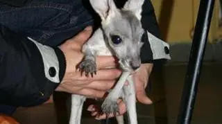 Tosia to kangur rudy