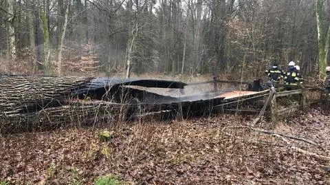 Dąb Rzeczypospolitej