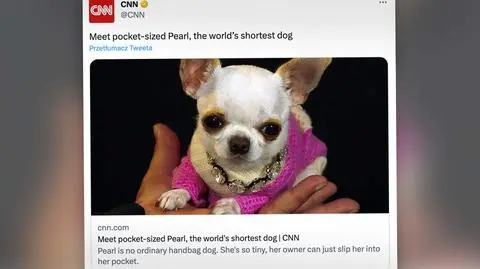 pies cnn