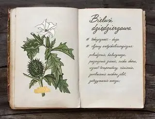 Bieluń dziędzierzawa