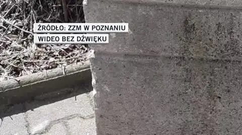 poz