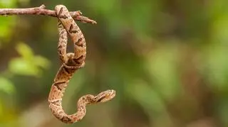 Żararaka pospolita (Bothrops jararaca) - zdj. ilustracyjne