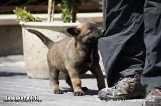Szczeniak Lara, zanim trafiła w policyjne szeregi