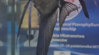 Ryby były oceniane w skali od 0 do 10