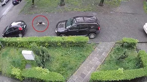 Pies-wandal dziurawił opony w samochodach