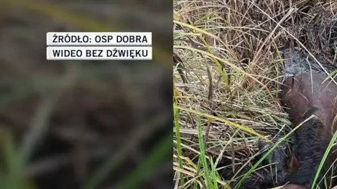OSP Dobra