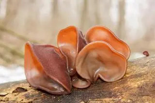 Uszak bzowy (Auricularia auricula-judae)