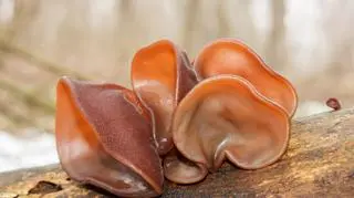 Uszak bzowy (Auricularia auricula-judae (Bull.) Quél.)