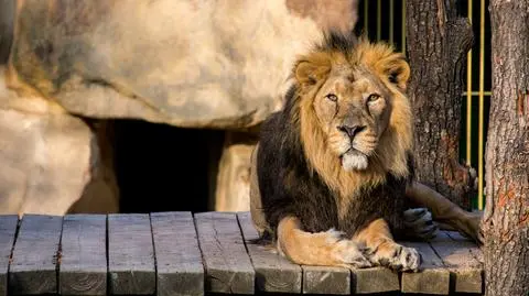Dwa lwy i goryl z zoo w Pradze mają koronawirusa