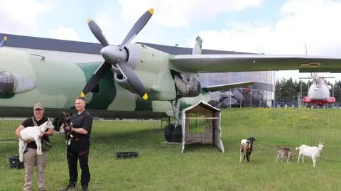 "Rogata eskadra" dba o trawę w muzeum