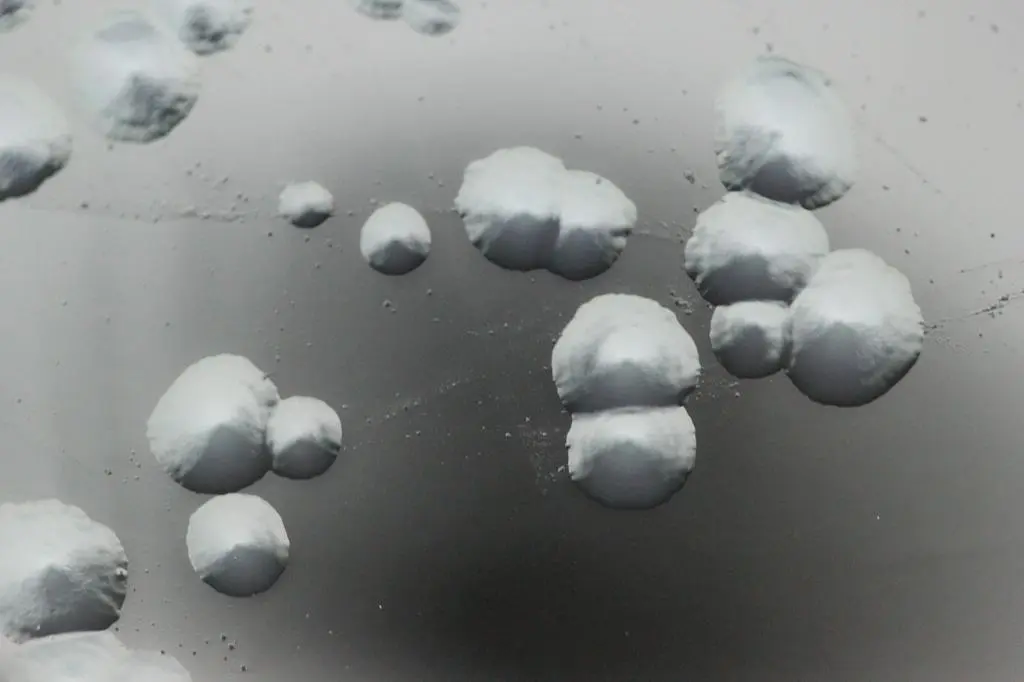 Legionella