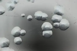 Legionella