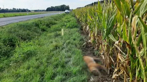 Kierowca nie był w stanie wyhamować