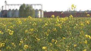 Krajobraz Warmii pod granicą Polski z obwodem kaliningradzkim. Silosy - gdyby nie ich obecność można by pomyśleć, że to wszystko jest dziełem Natury