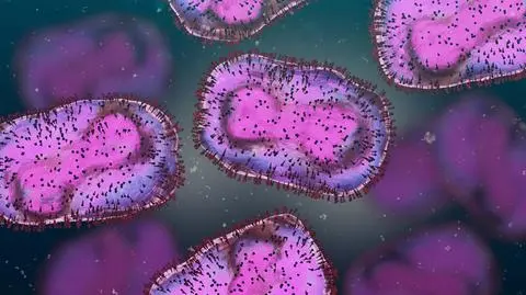Mpox, małpia ospa 