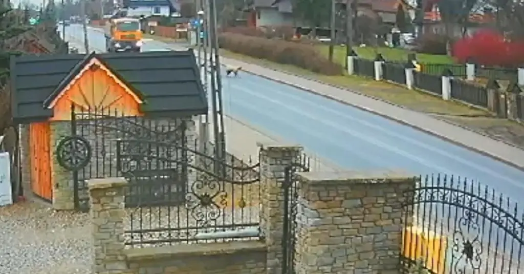 Zakopane. Ciężarówka przejechała psy