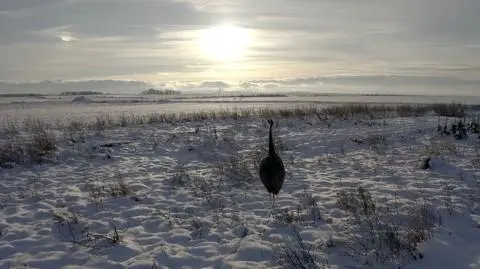 Trwają poszukiwania nandu na Dolnym Śląsku