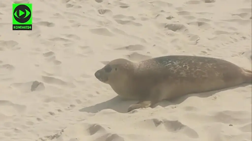Foka na plaży w Międzyzdrojach