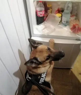 Nos policyjnego psa Jafa, doprowadził policjantów do narkotyków ukrytych w lodówce