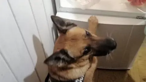 Nos policyjnego psa Jafa, doprowadził policjantów do narkotyków ukrytych w lodówce