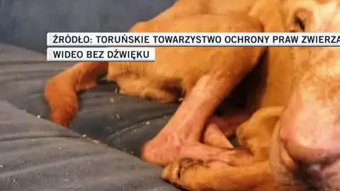 psiak