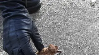Zwierzęta nie są groźne dla człowieka, ale nieodpowiednio podnoszone mogą ugryźć - ostrzegają strażnicy