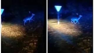 Radziejów. Policjanci eskortowali jelenia w drodze do lasu
